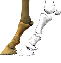 montage of a 3d scanned and reproduced horse hoof